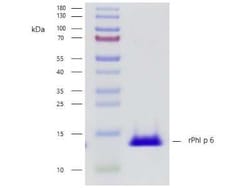 Novus Biologicals™ Recombinant Plant Phleum pratense 6.0101 Strep (N-Term) Protein